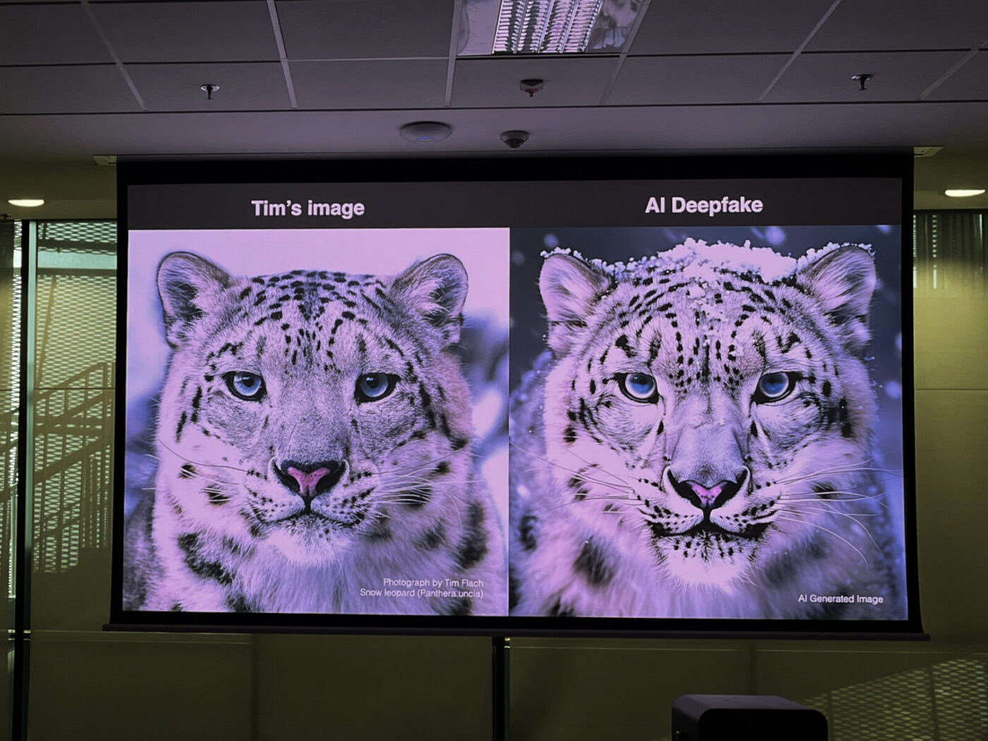 Po lewej oryginalne zdjęcia Tima. Po prawej obraz wygenerowany w Midjourney. 