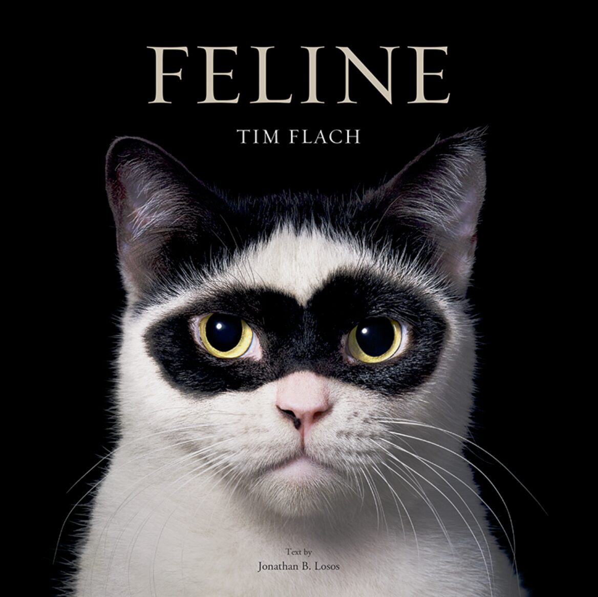 Nowy album Tima "Feline" – ukaże się wkrótce.